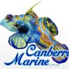 Canberra Marine