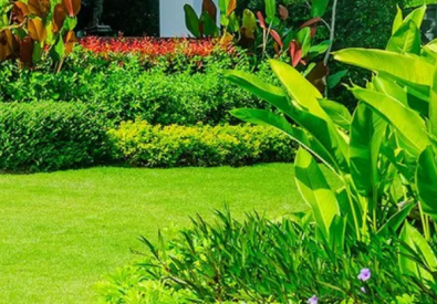 Premium Gekko Garden Maintenance Brisbane