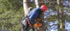 Tree services