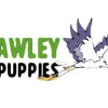 Mt Lawley Pets & Puppies
